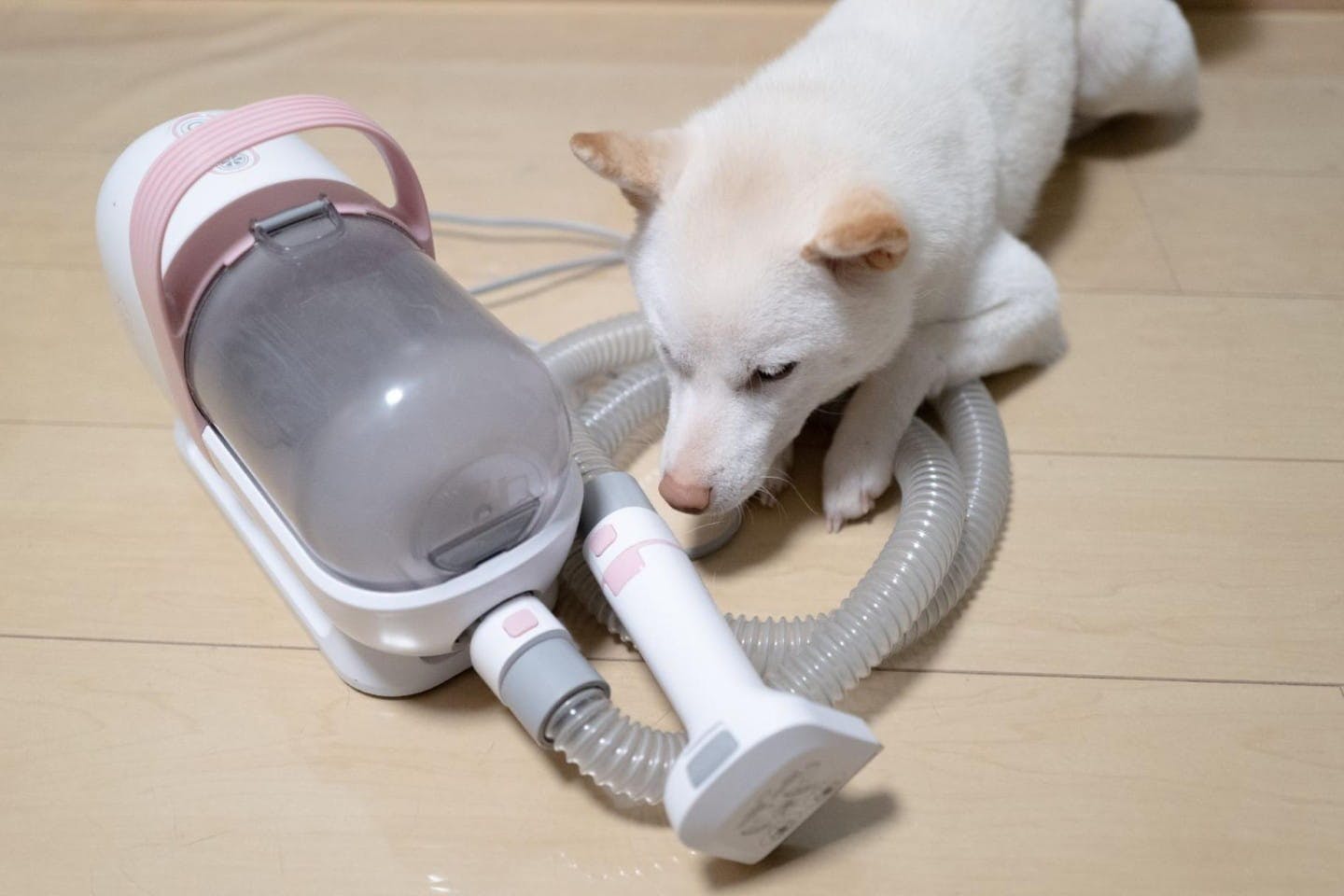 グルーミングクリーナーと柴犬 グルーミングクリーナーと柴犬