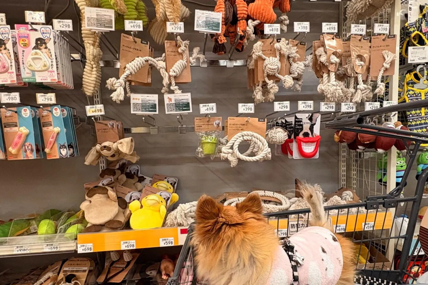 壁一面に並ぶ商品を見つめるチワワ