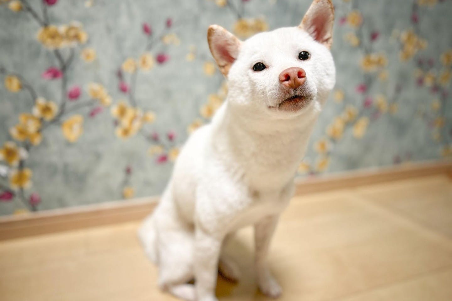 ふわふわになったシャンプー後のねぎ