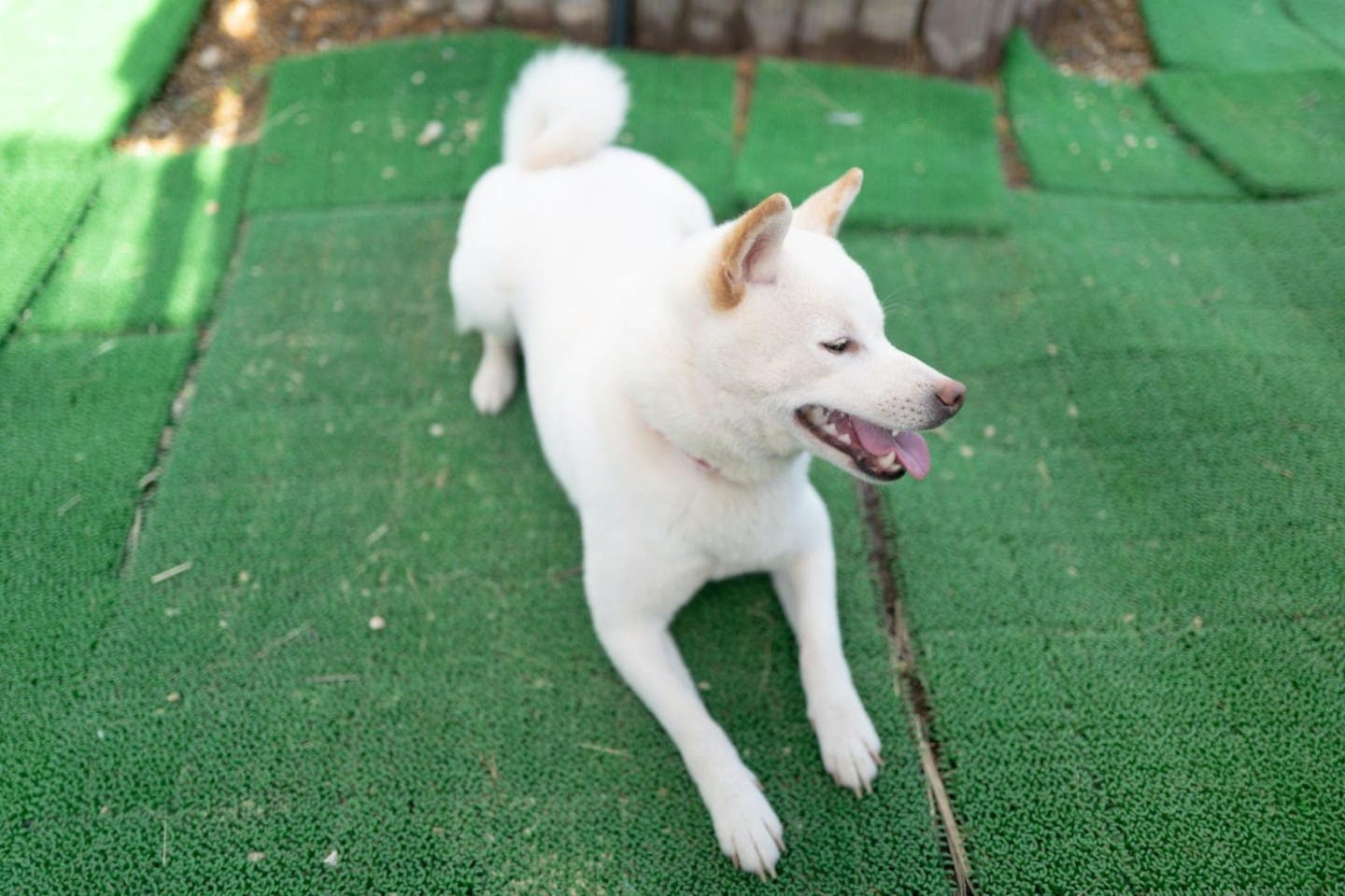 お座りする柴犬 お座りする柴犬