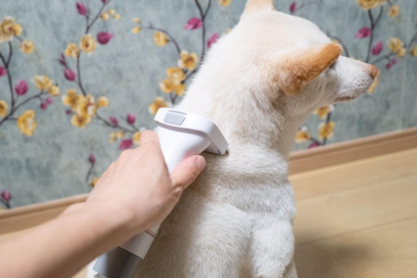 柴犬の抜け毛対策をするならカインズへ!おすすめグッズ4選