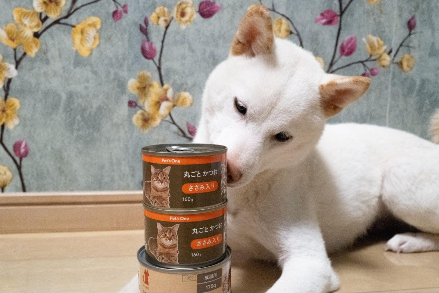 犬にキャットフードはNG？なぜ好むのか？誤食時の対応と受診目安【獣医師解説】