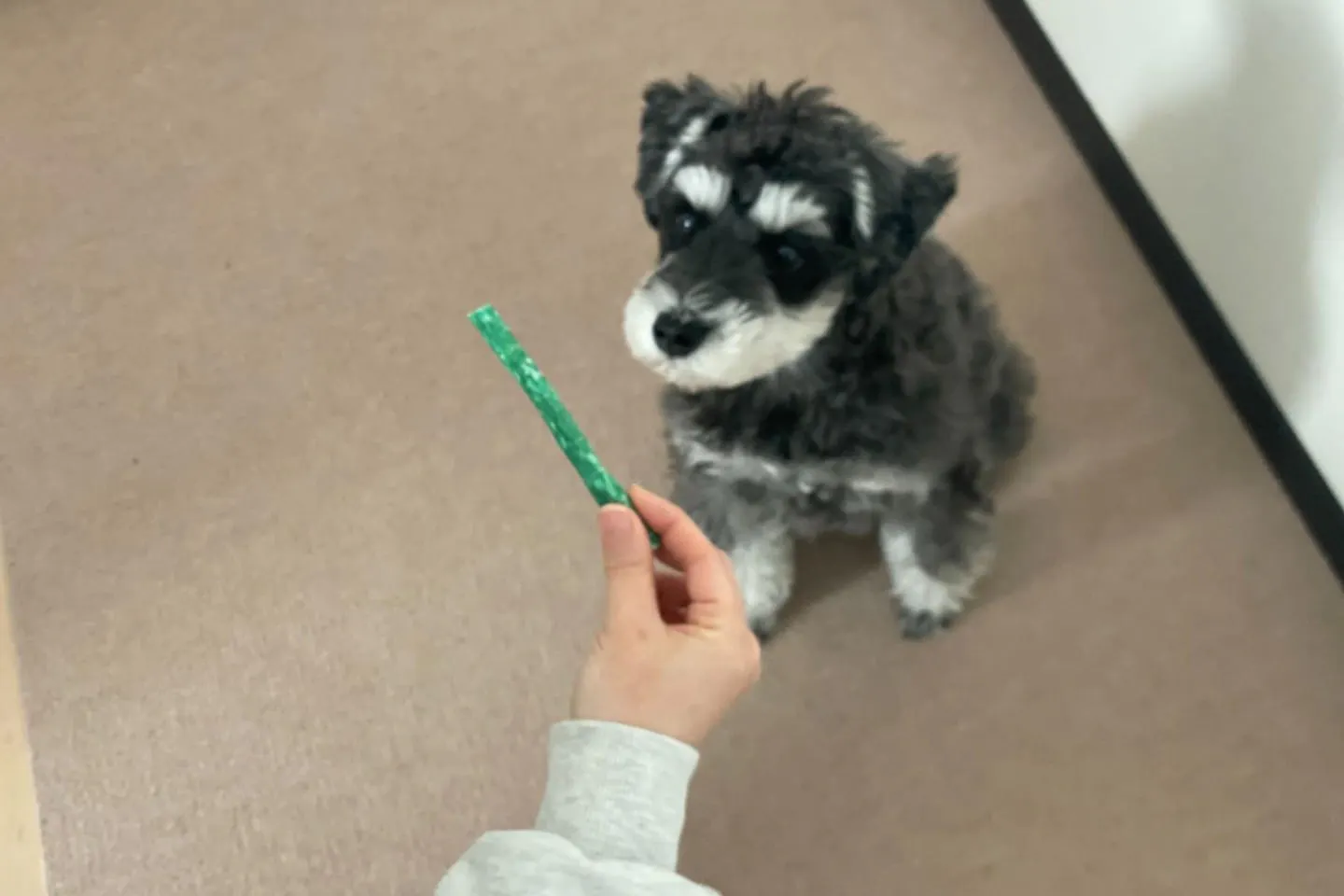 【検証】小型犬のガム、すぐ食べ終わっちゃう問題。カインズで買える6種を「長持ち度」で比較！