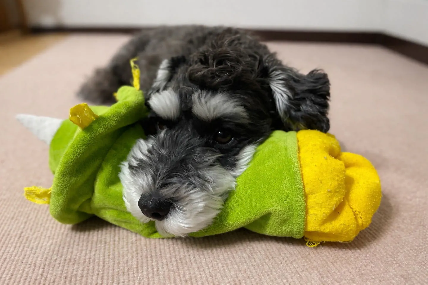 モヒカンカットがチャームポイントのミニチュアシュナウザーの犬