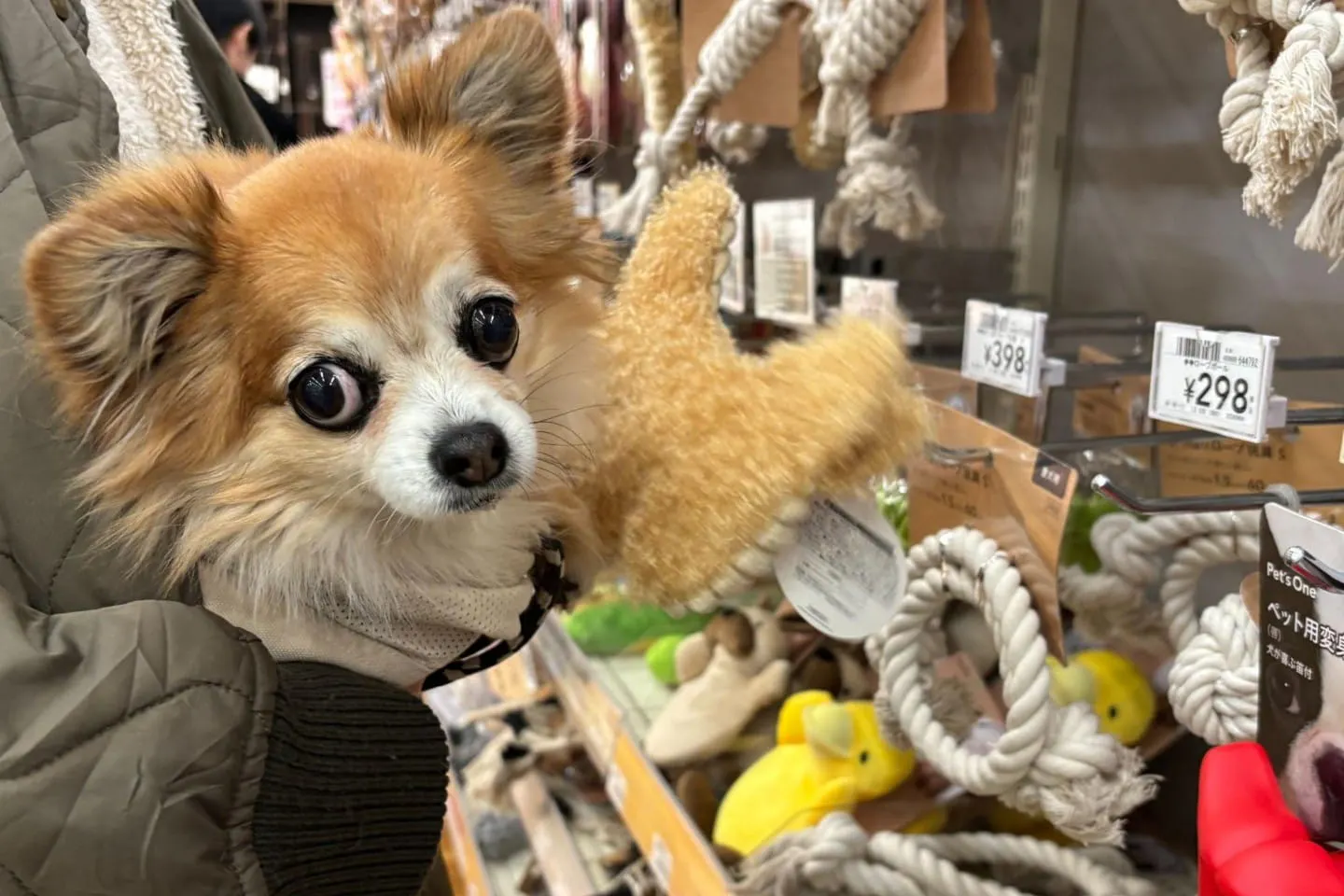 犬用おもちゃを眺めるチワワ