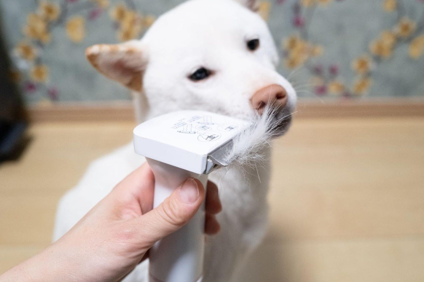 お尻を軽くブラッシングで大量の抜け毛 お尻を軽くブラッシングで大量の抜け毛