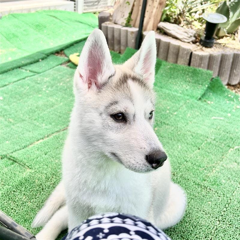 渡辺結（愛犬家）