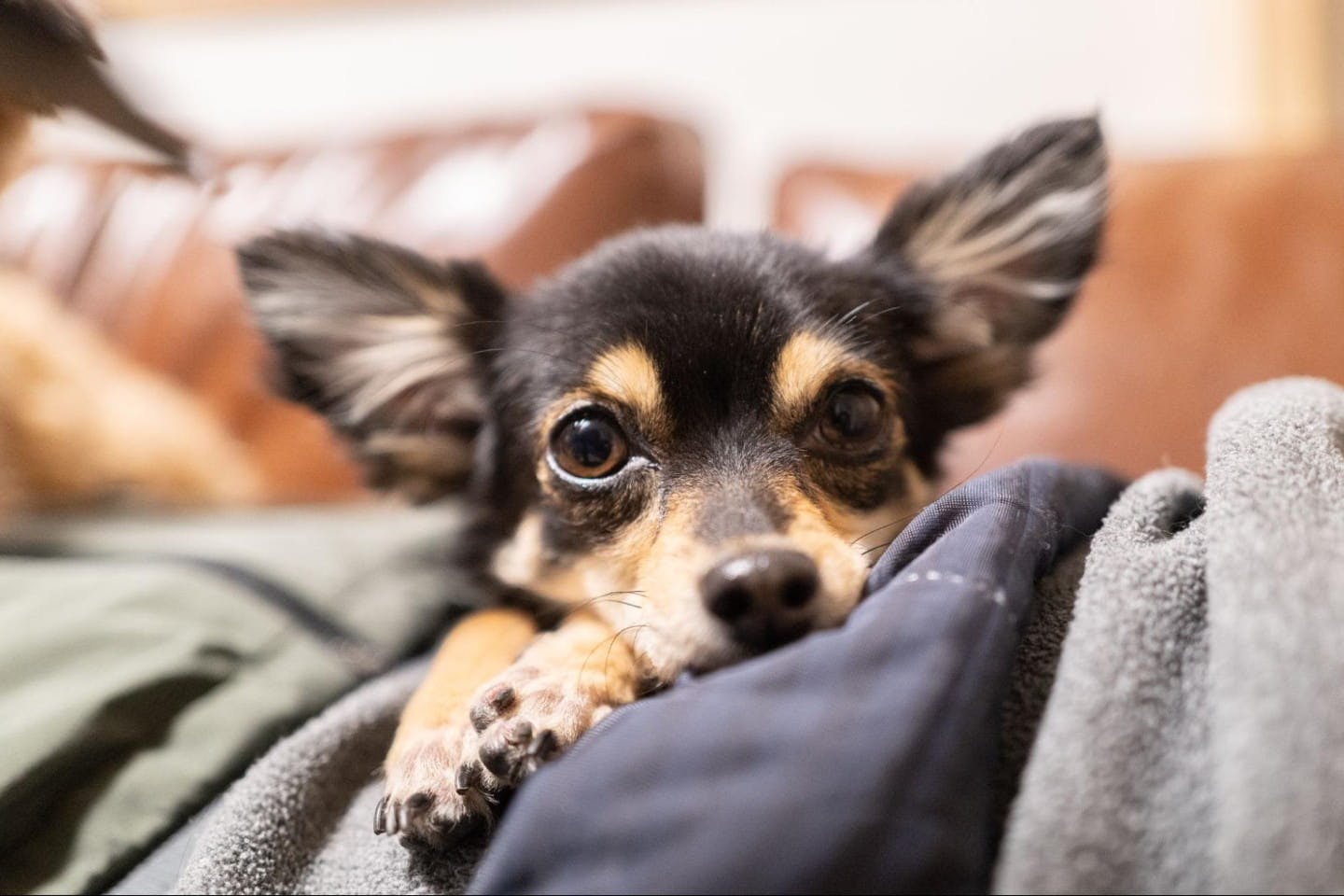 こちらを見つめる犬