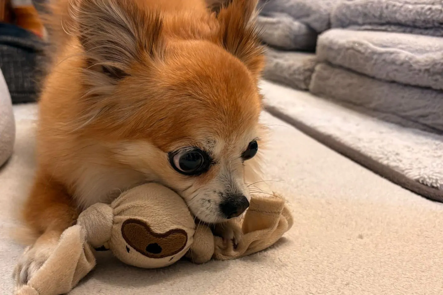 おもちゃに興味がないシニア犬も遊べる？10歳のチワワとカインズで選んでみた