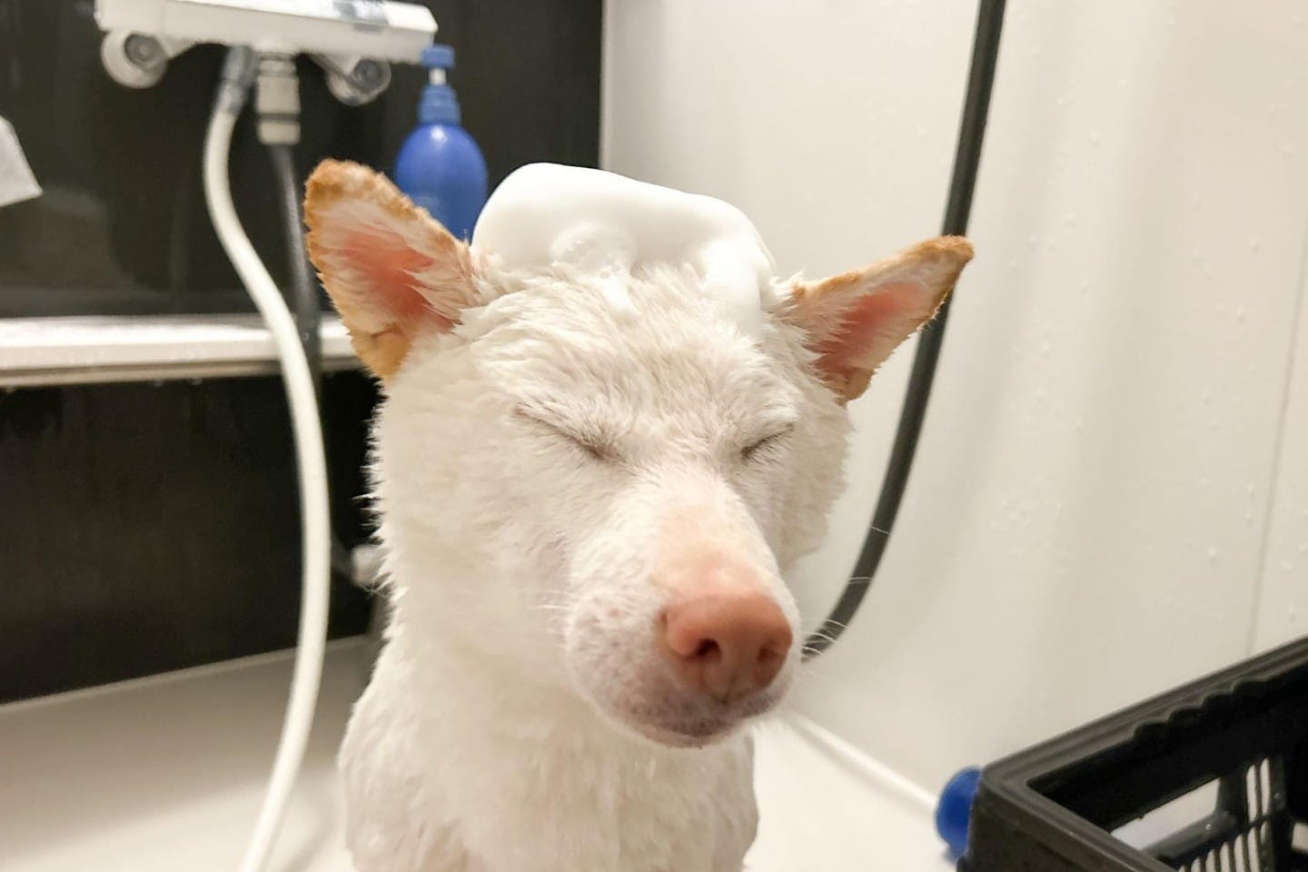 頭に泡をのせた柴犬のシャンプー風景 頭に泡をのせた柴犬のシャンプー風景