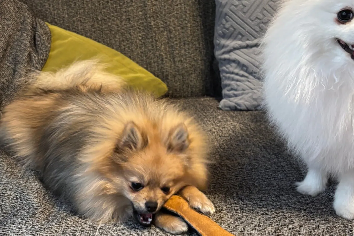 カミカミして遊ぶ犬 カミカミして遊ぶ犬