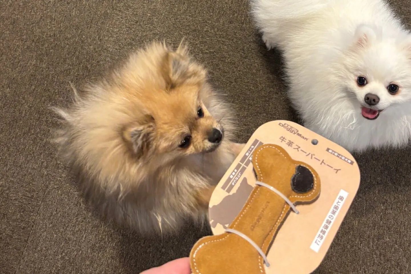 牛革スーパートイボーンに食いつく犬 牛革スーパートイボーンに食いつく犬