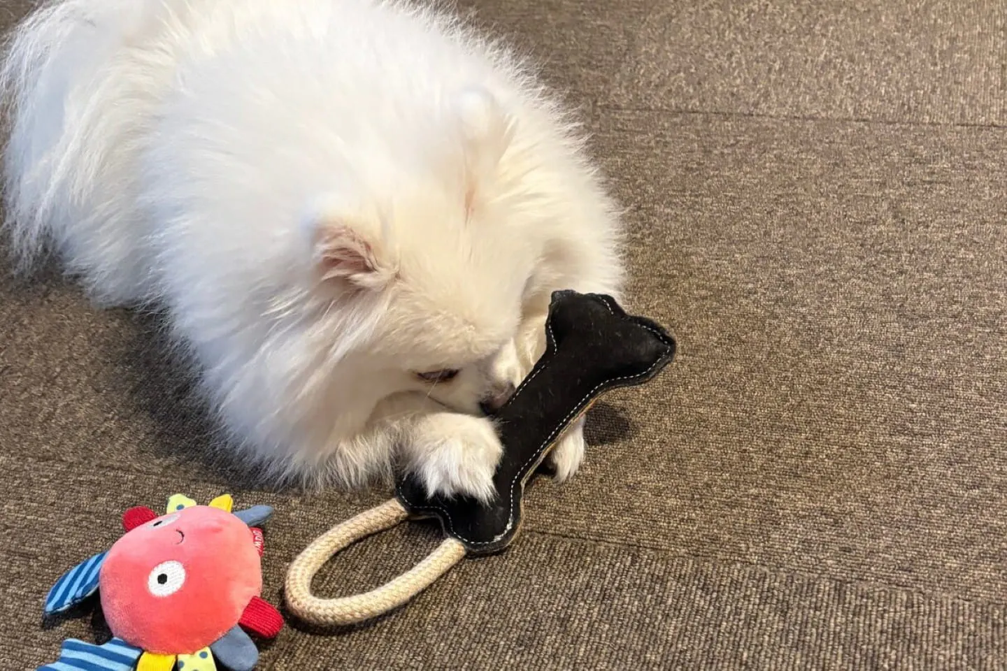 おもちゃを掴んで遊ぶ犬 おもちゃを掴んで遊ぶ犬