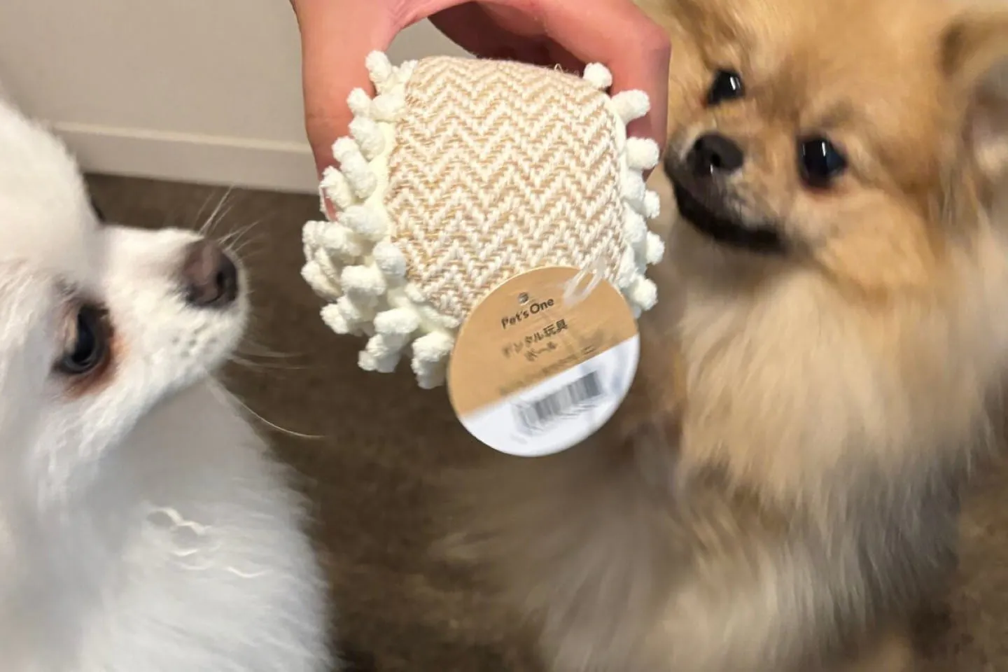 Pet’s One デンタル玩具 ボールを見つめる犬 Pet's One デンタル玩具 ボールを見つめる犬