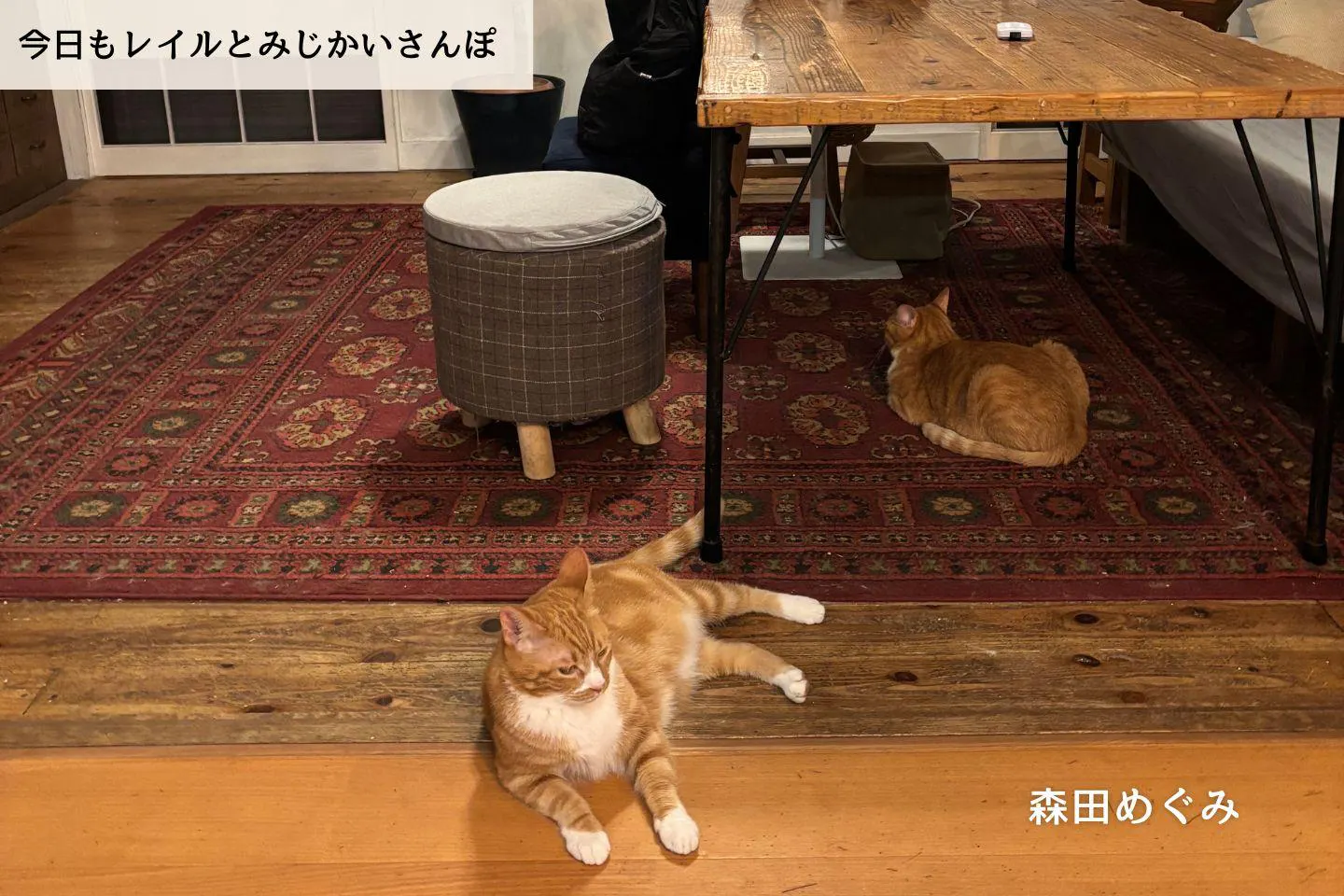 【連載】新しい家族を探しにとうとう動き出す｜森田めぐみ｜今日もレイルとみじかいさんぽ