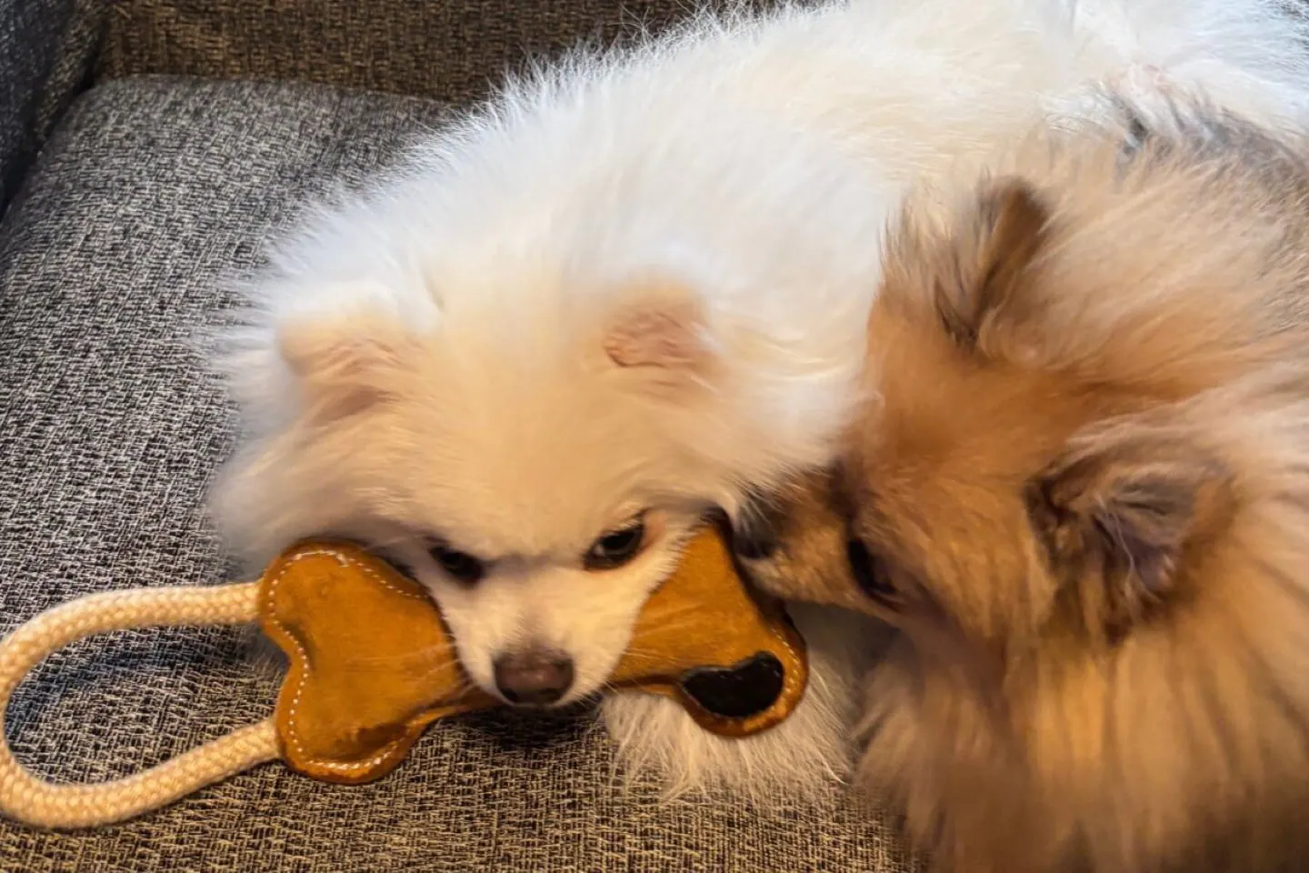 おもちゃの取り合いをする犬 おもちゃの取り合いをする犬