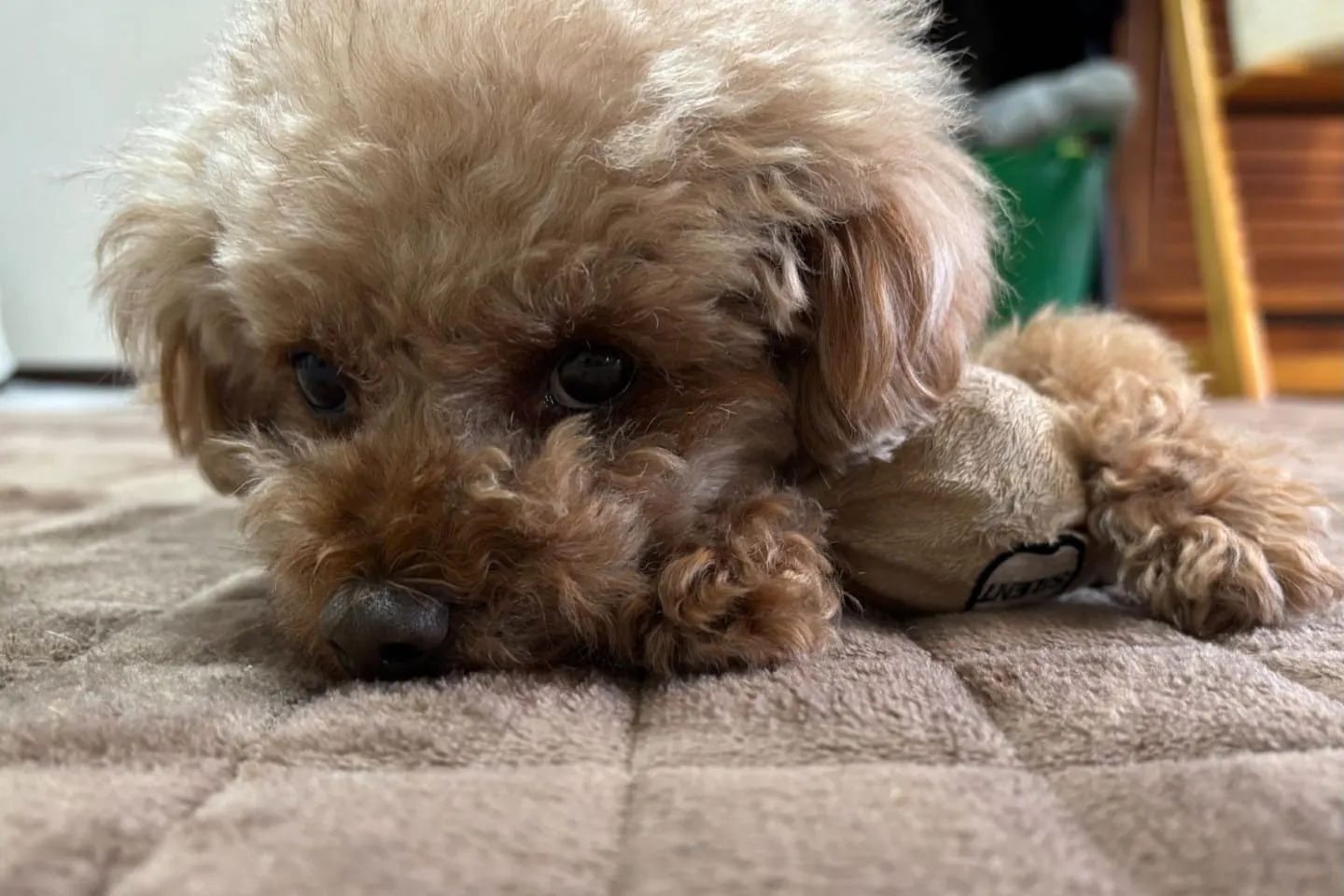 トイ・プードルが夢中に！ カインズで購入したおすすめおもちゃを紹介