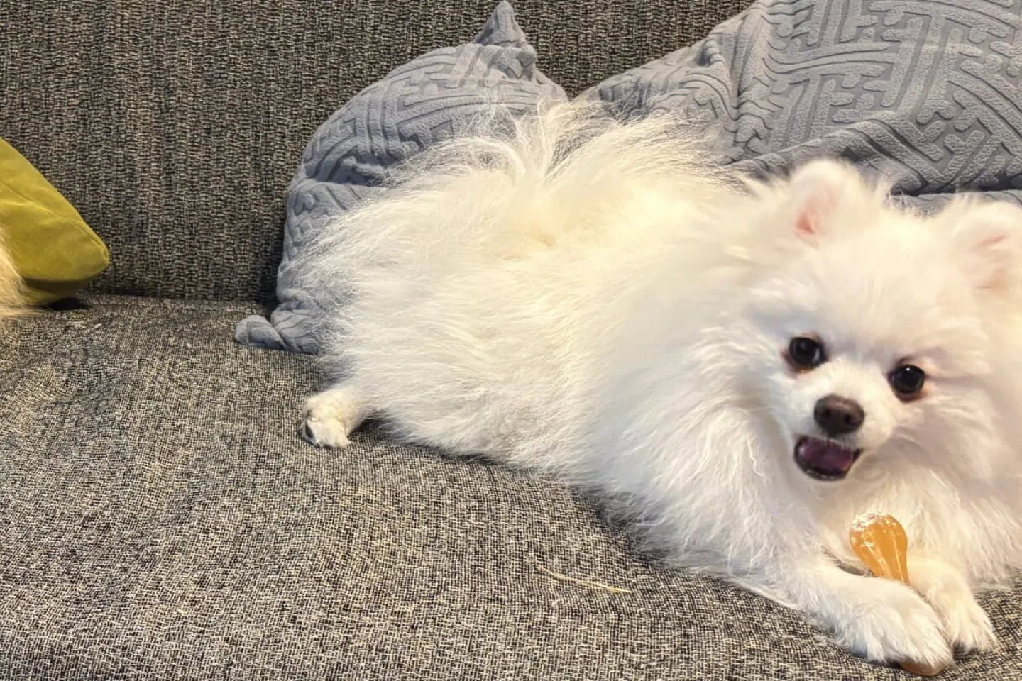 おもちゃをもぐもぐする犬 おもちゃをもぐもぐする犬