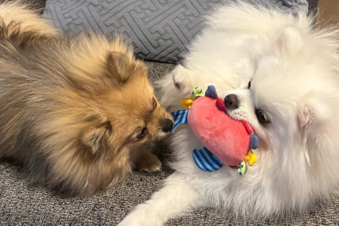 【食いつき抜群】カインズの小型犬向けおもちゃ4選！