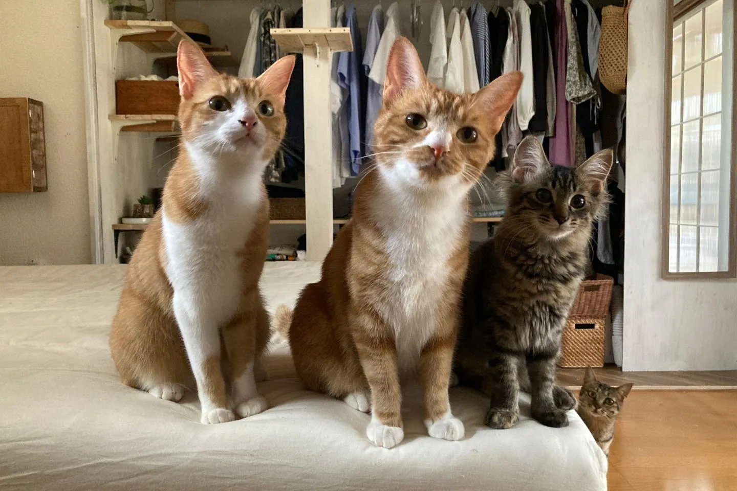 我が家の４匹の猫たち