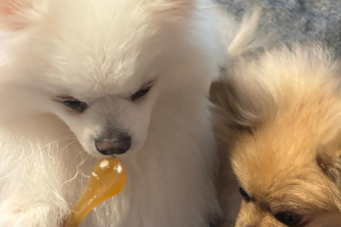 かじるおもちゃに食いつく犬 かじるおもちゃに食いつく犬