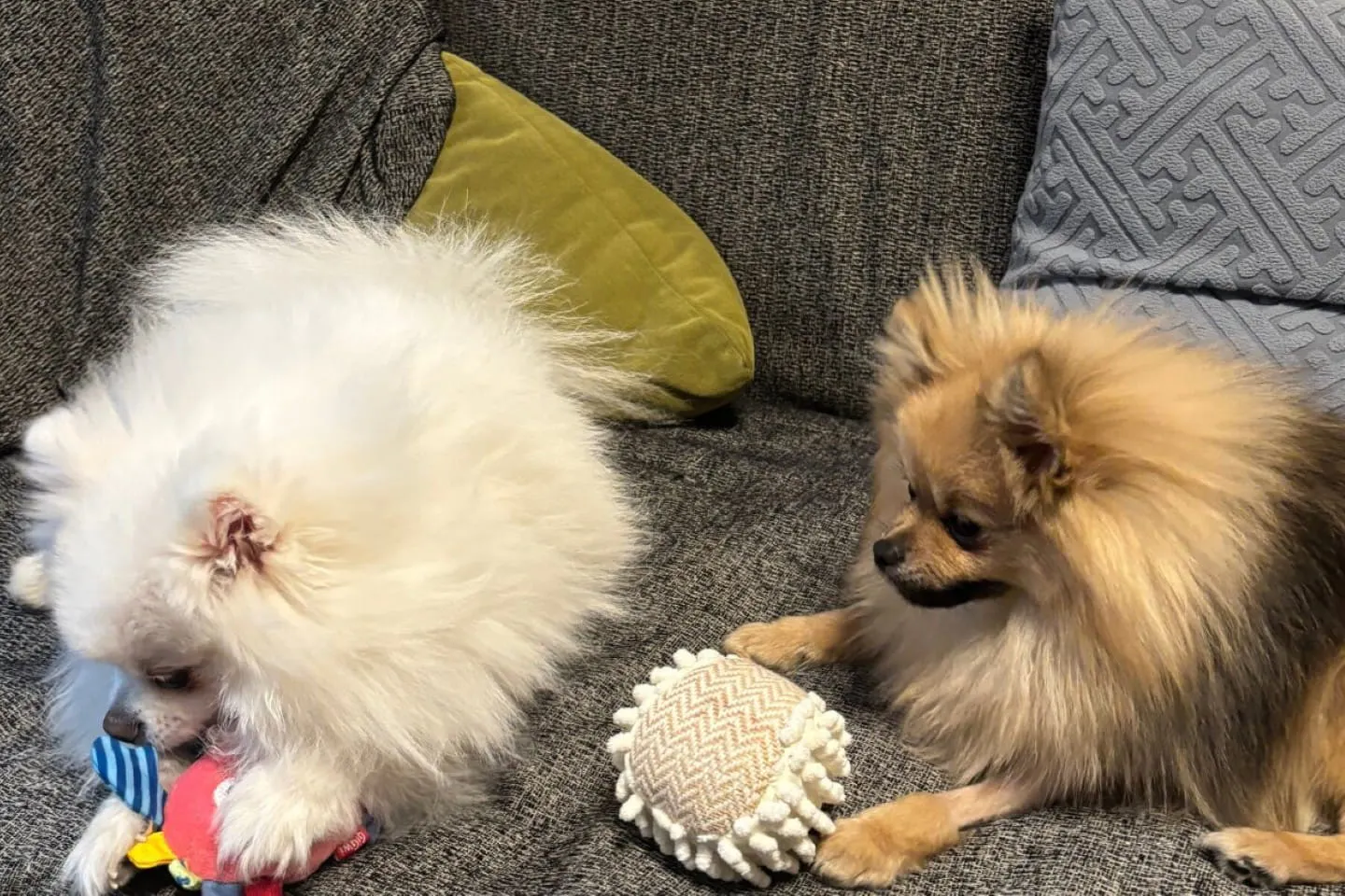 おもちゃで遊ぶ犬 おもちゃで遊ぶ犬