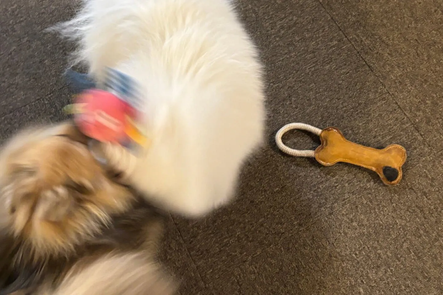 おもちゃを激しくぶんぶん振り回す犬 おもちゃを激しくぶんぶん振り回す犬