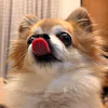 あやっこ（愛犬家）