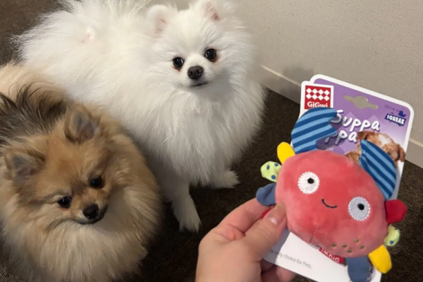 GiGwiスッパプッパシーバディクラブに興味を持つ犬 GiGwiスッパプッパシーバディクラブに興味を持つ犬