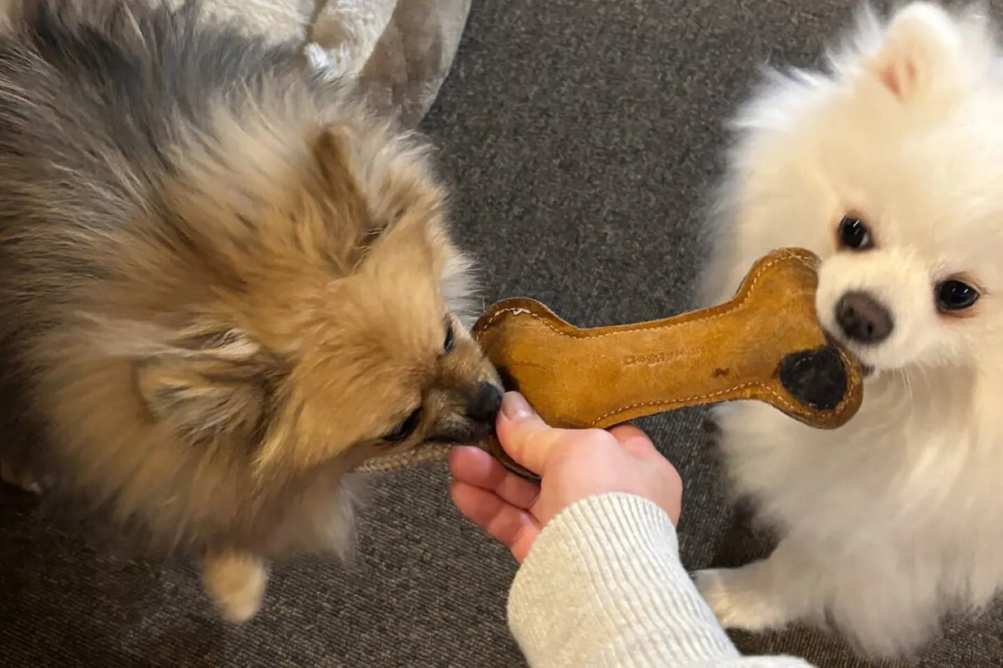 おもちゃの両端をくわえて遊び始める犬 おもちゃの両端をくわえて遊び始める犬