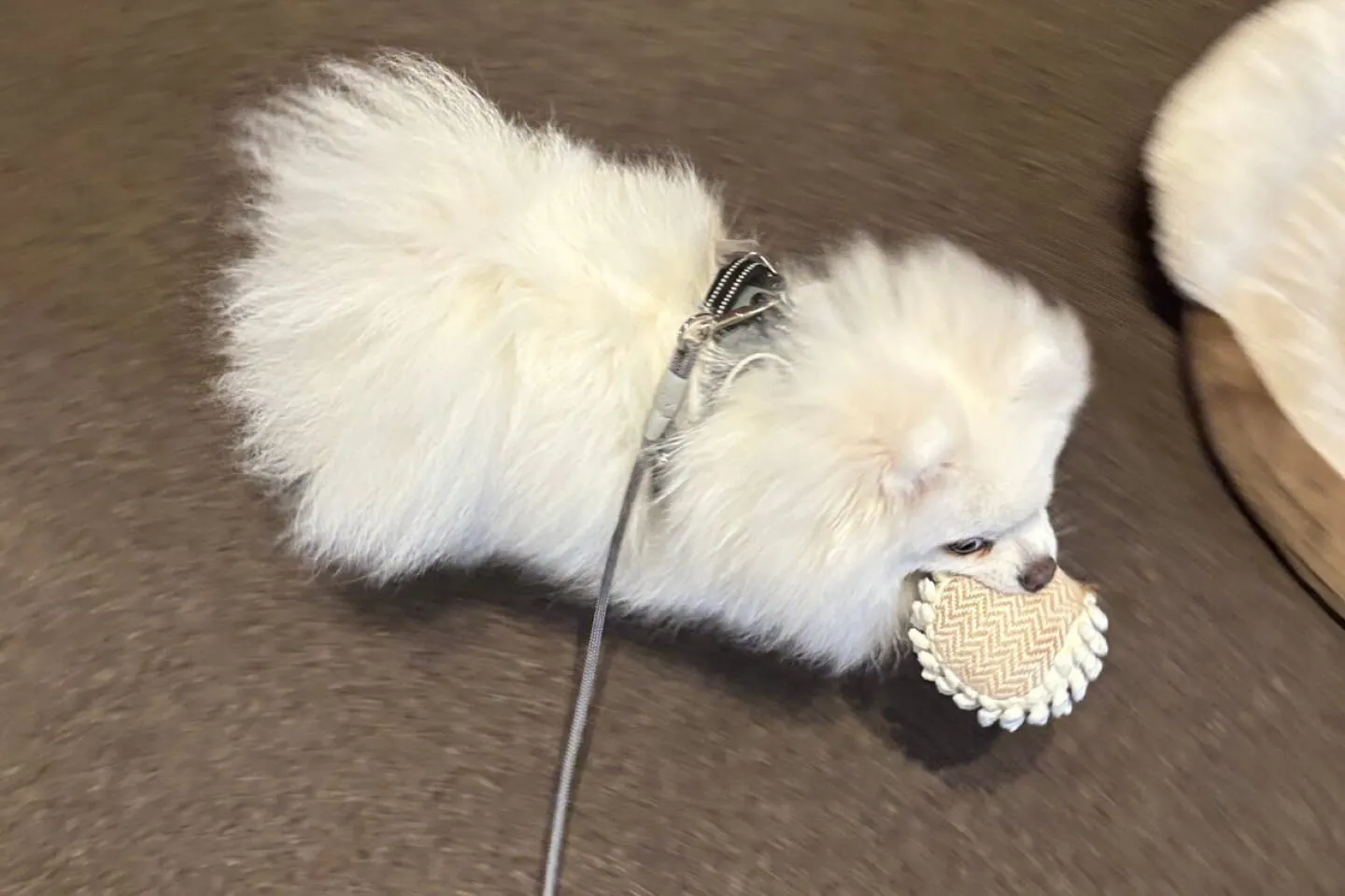ボールを離さない犬 ボールを離さない犬