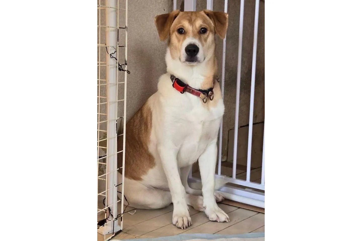 おすまし顔のプニプニの写真