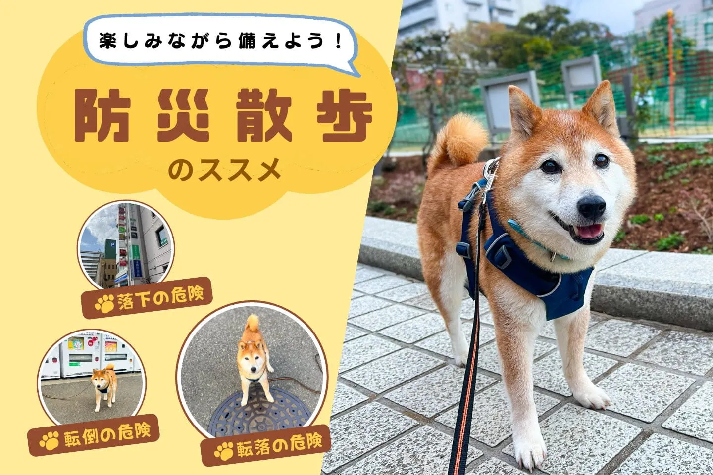 愛犬とのもしもに備える「防災散歩」避難ルートに潜む危険を歩いて検証