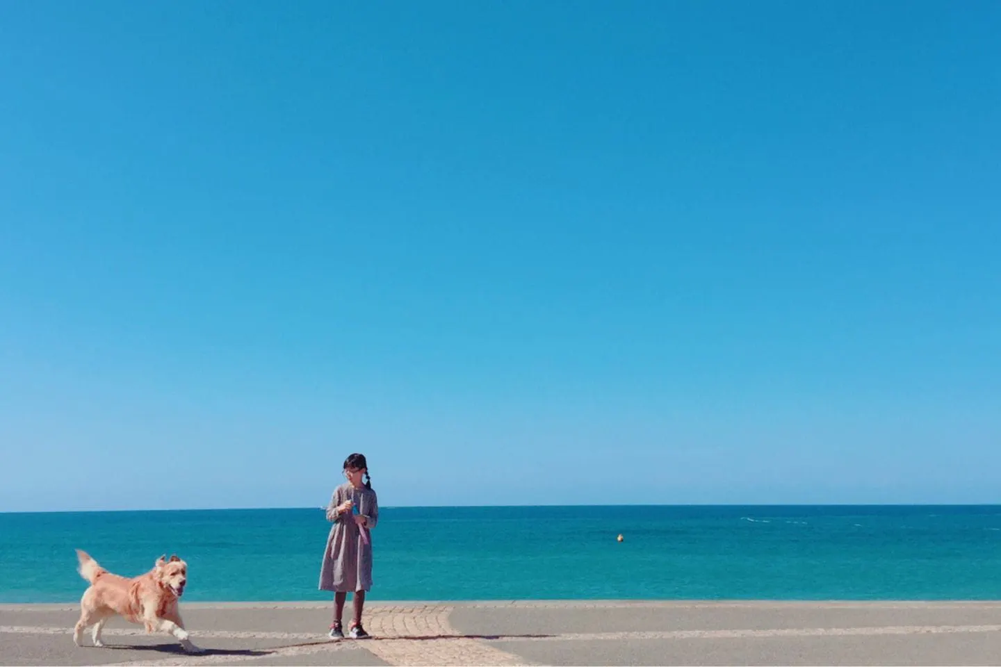 子供犬が海辺にいる様子