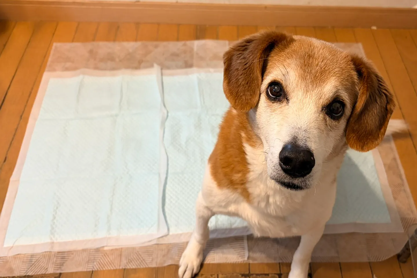 体重20kgの中型犬でもズレにくい固定タイプのペットシーツ使用例