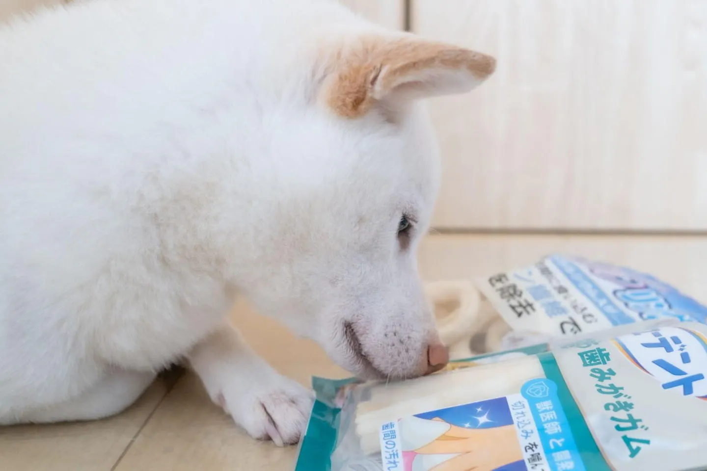食後の歯みがきガム選び。