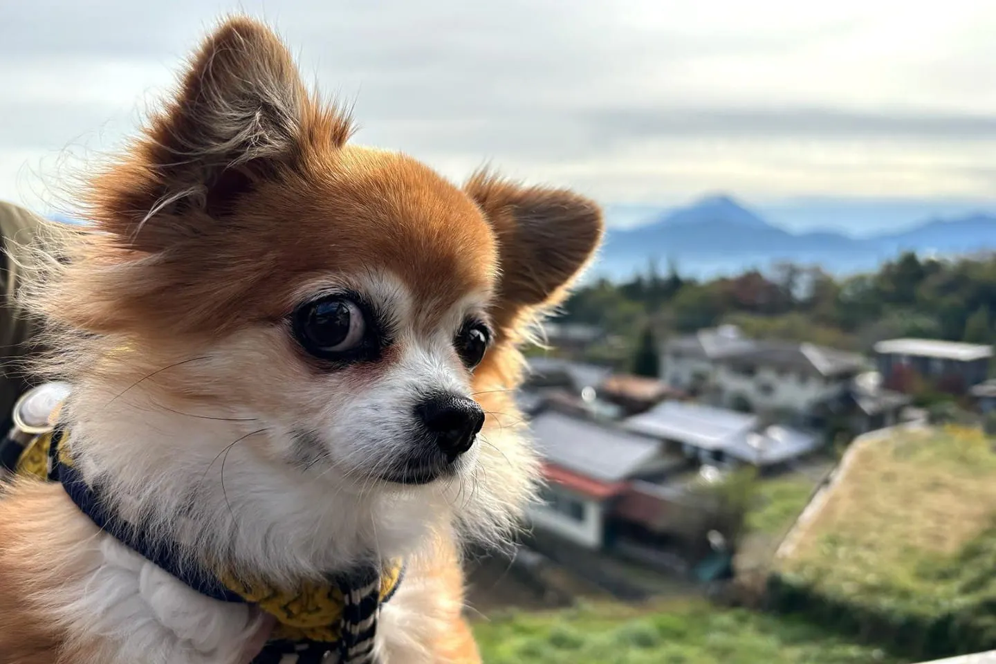 犬連れキャンプの「4つの困りごと」を解決！カインズで揃える便利グッズ6選