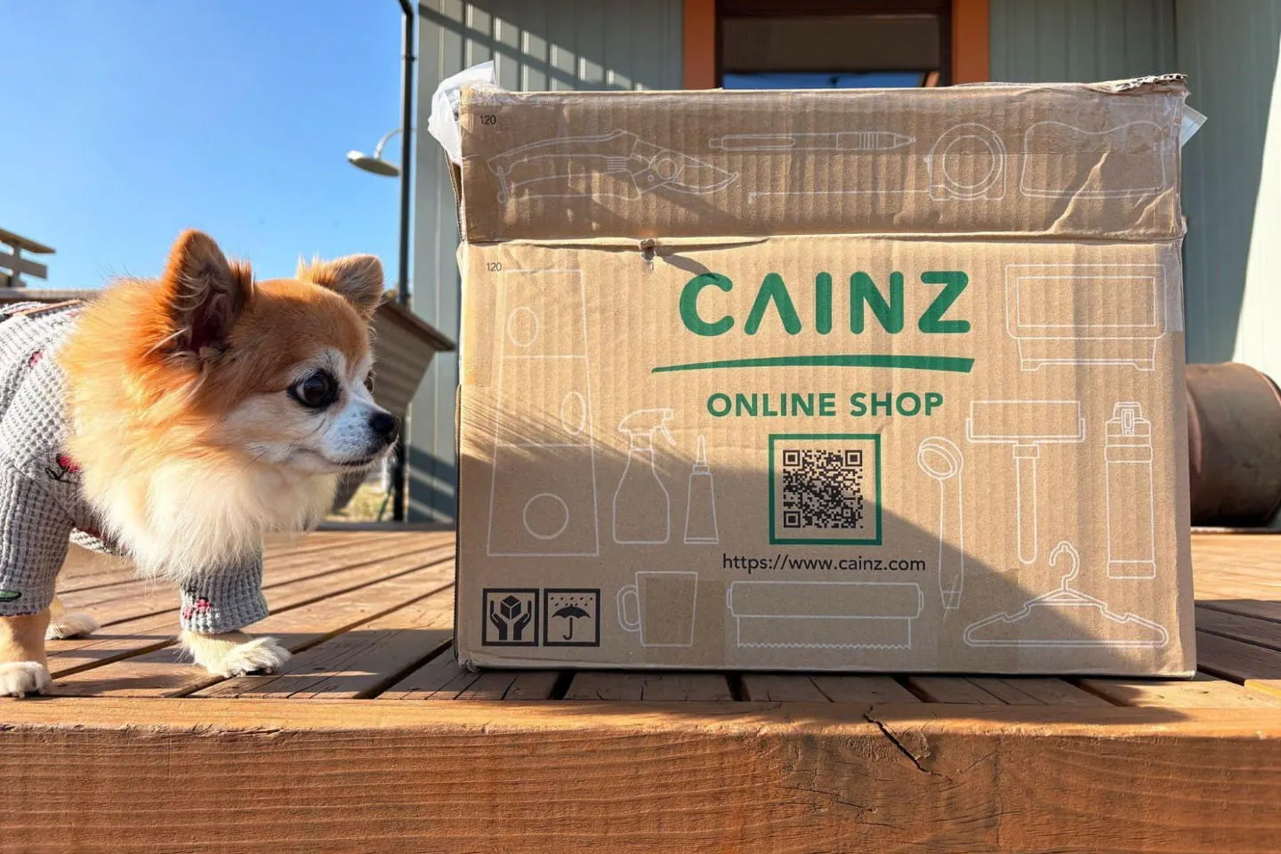 カインズの段ボールと犬