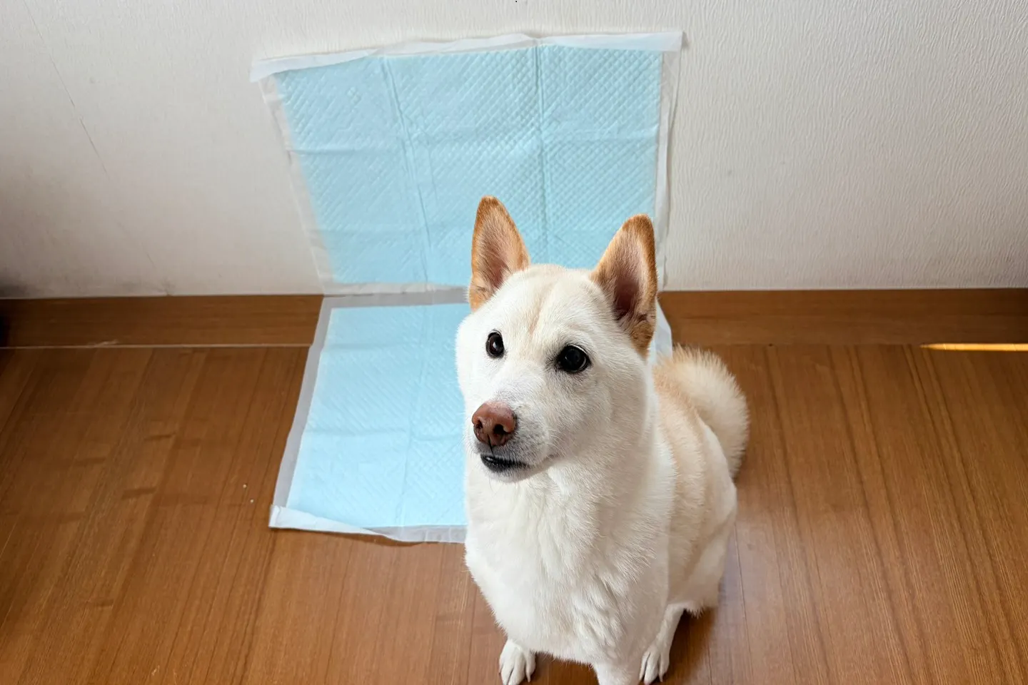 壁に貼れるペットシーツでマーキング対策する犬