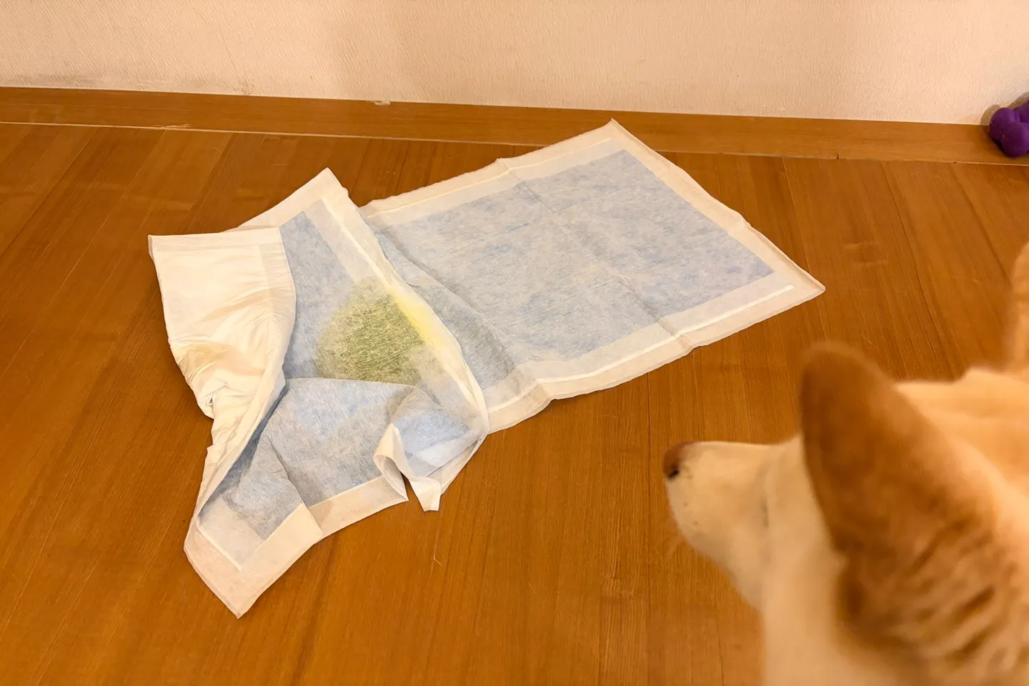 犬のトイレシーツがズレてぐちゃぐちゃになった様子と困る犬