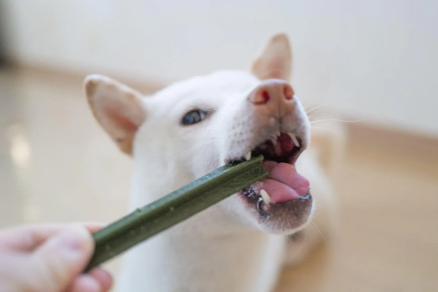 【検証】柴犬の「ねぎ」が犬用ガムを大調査！ おすすめアイテムを4つ紹介
