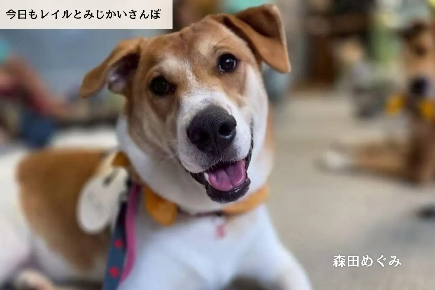 【連載】「この子しかいない！」と思える子と出会えるのだろうか｜森田めぐみ｜今日もレイルとみじかいさんぽ
