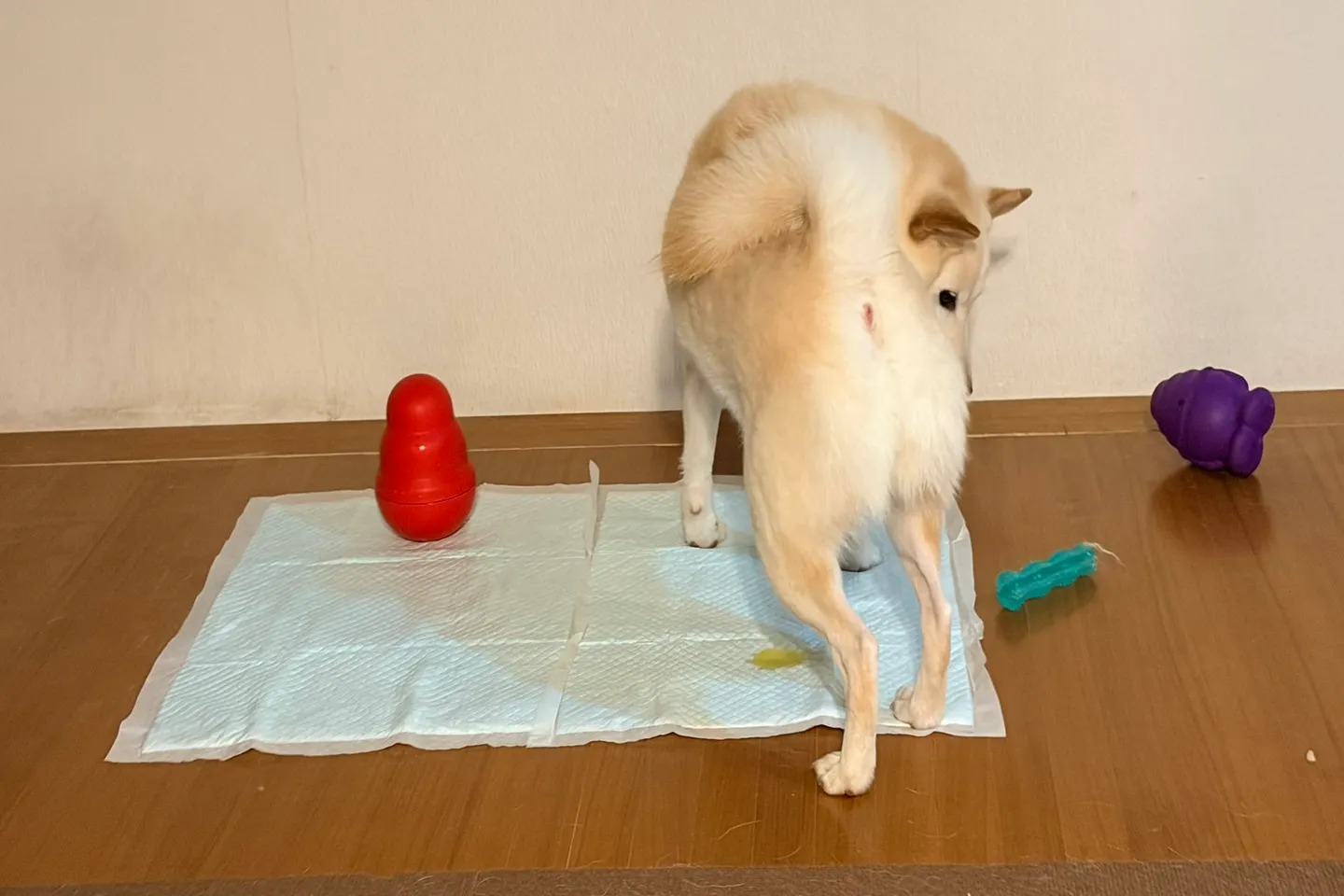 犬が固定したトイレシーツの上で排泄している様子