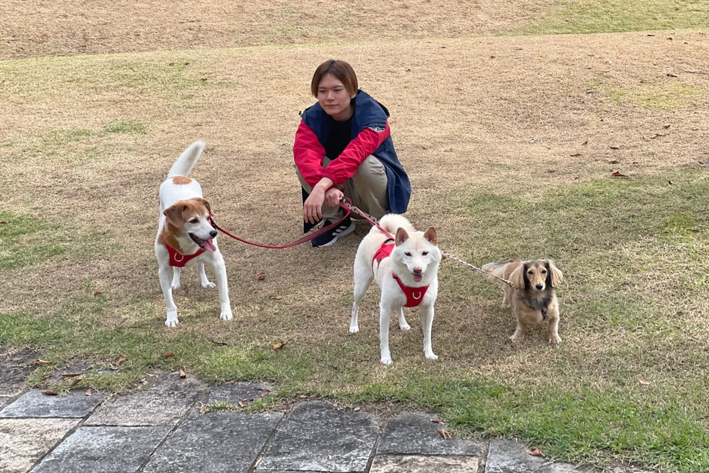 愛犬3頭と屋外散歩の様子