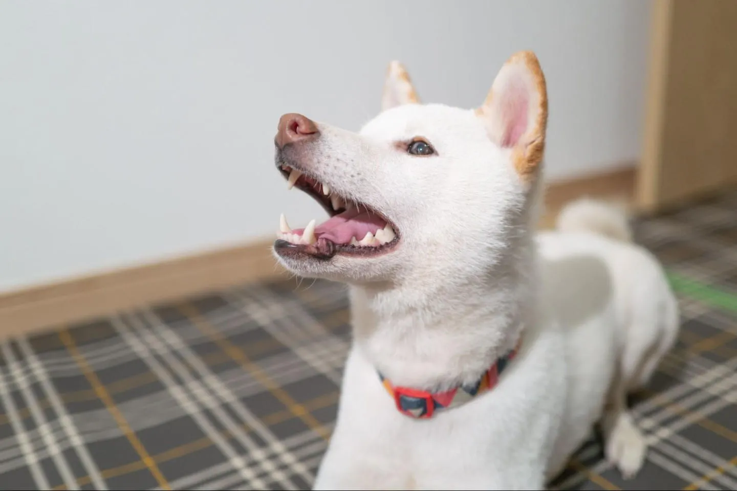 口をあける柴犬