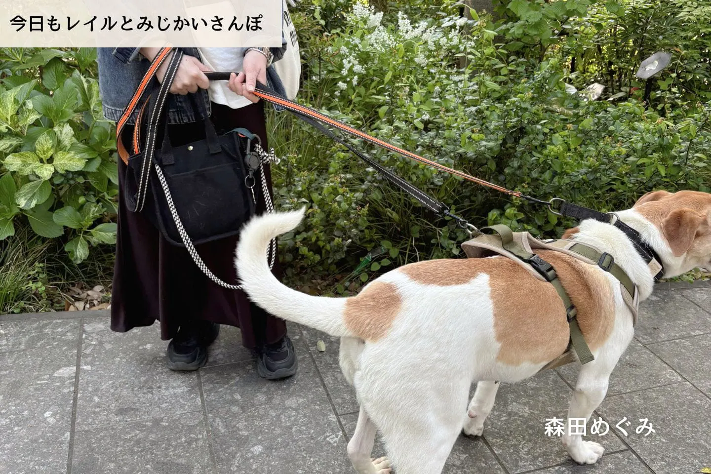 【連載】プニプニが来る前に。犬好き中年女性の小さな日常｜森田めぐみ｜今日もレイルとみじかいさんぽ