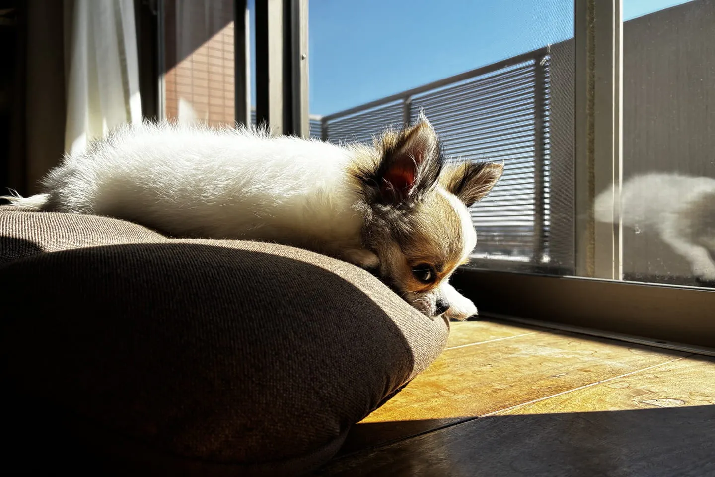 窓際に座る犬