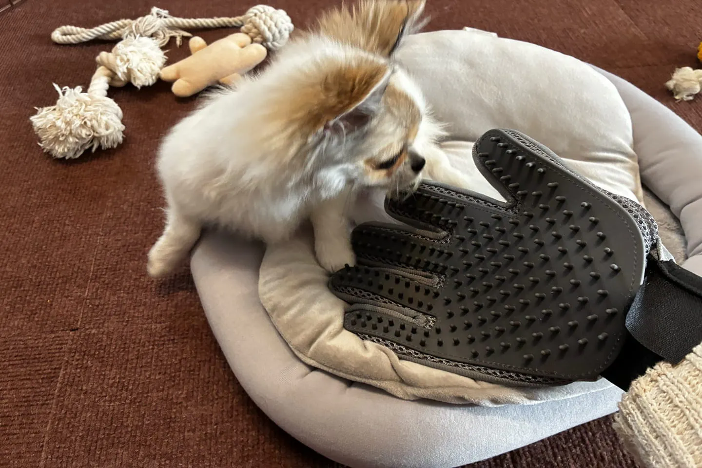 グローブをにおう犬