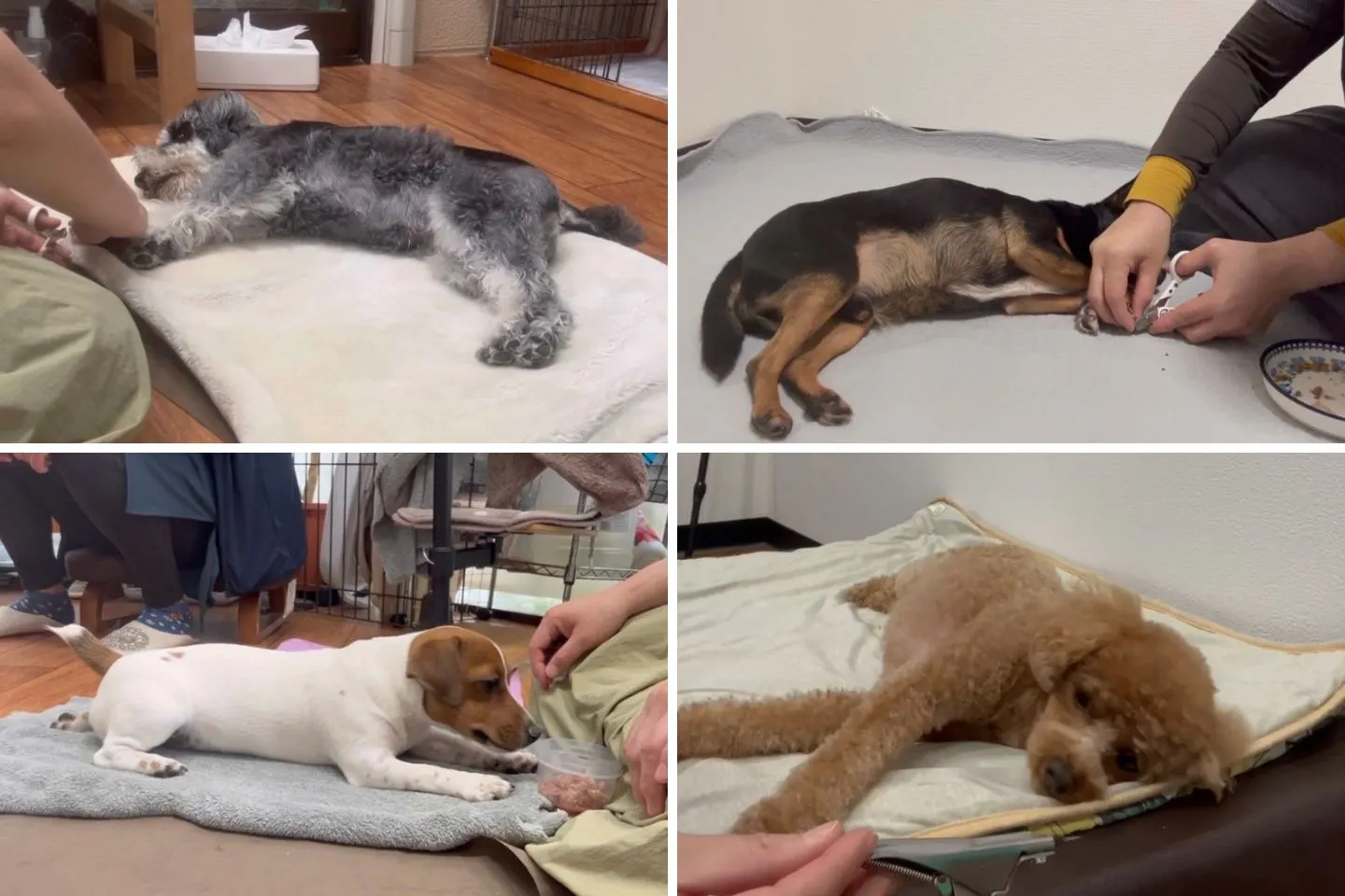 横になったままリラックスして爪切りを受ける犬たち