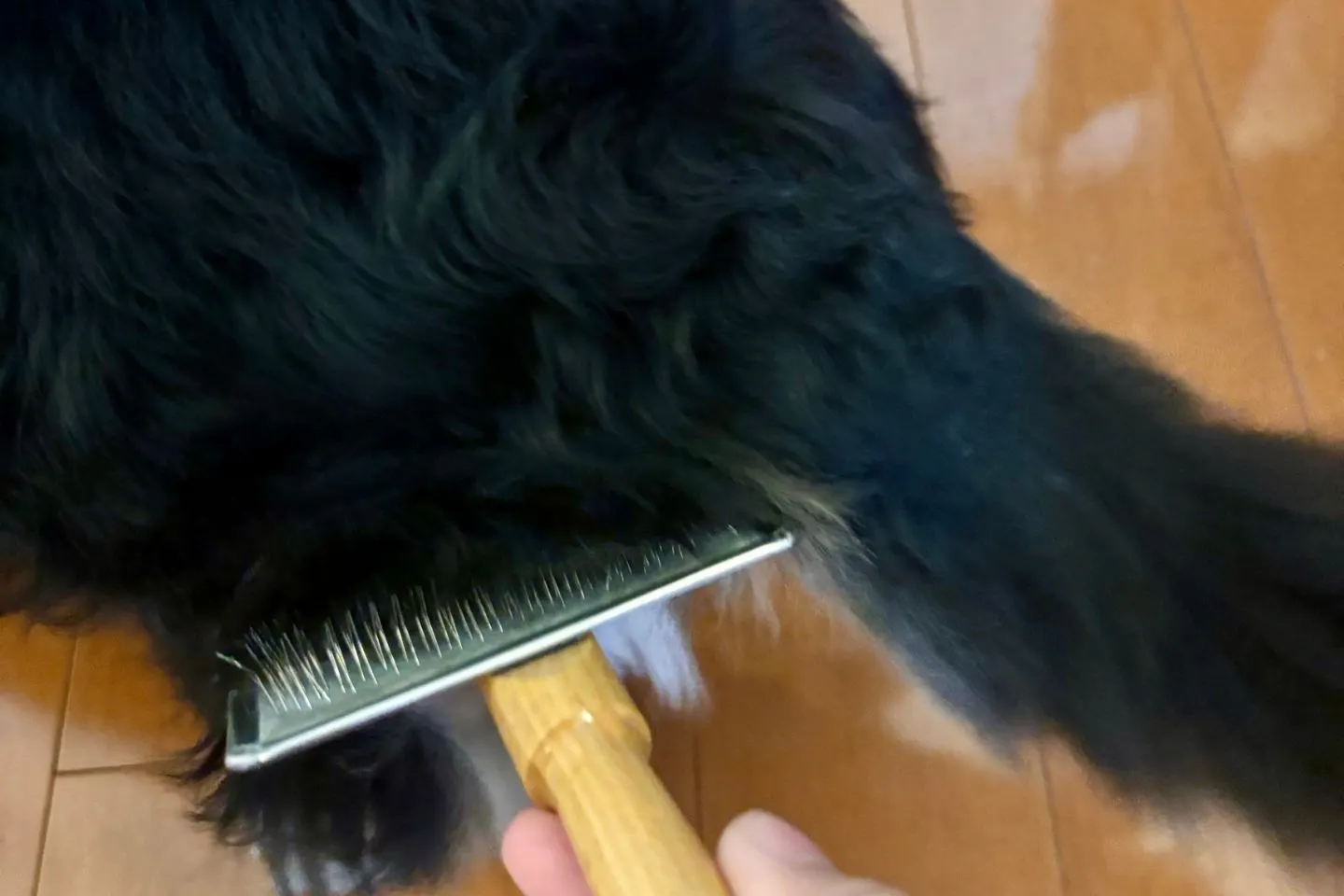 ブラッシング中も早食い防止マットをなめ続ける犬